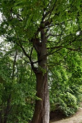 Old maple on the mountain in Uzupis district. Vilnius. Lithuania.