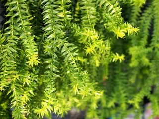 The fern in the hanging pot