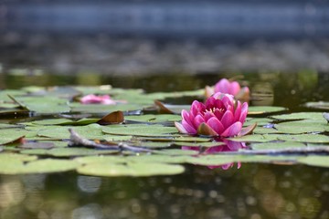 pink water lily