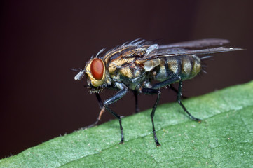 Fly perched on a leaf in the forest