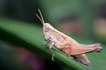 Grasshopper resting comfortably on a leaf