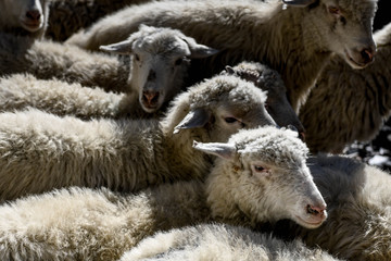 A shepherd brings his flock of sheep down from the Tusheti Mountains in winter