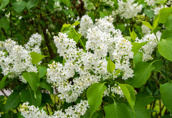 Blooming white lilac (Syringa), Majvik, Kirkkonummi, Finland
