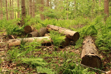 Fototapeta premium Holzstapel im Wald