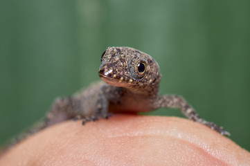 Lizard perched on one hand while looking curiously