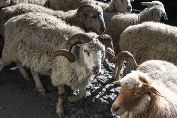Obraz premium A shepherd brings his flock of sheep down from the Tusheti Mountains in winter