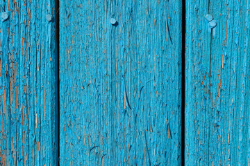 Close-up of an old blue fence with nails clogged with hats and peeling paint as an antique background for wallpapers. Rustic battered boardwalks.