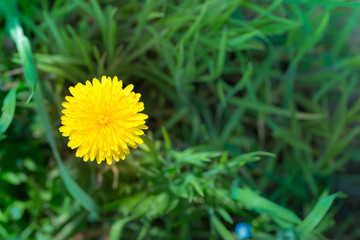Żółty kwiat, mniszek lekarski, mniszek pospolity, Taraxacum officinale, w czasie kwitnienia wiosną