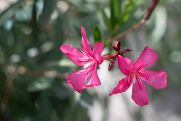 pink magnolia flower