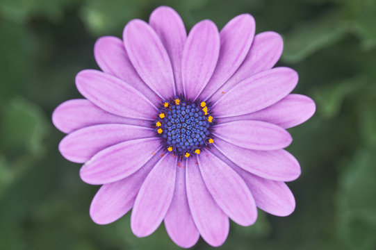 A close up of a beautiful African daisy in the garden