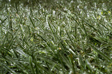 Green grass with morning frost and sunlight in garden, Frozen grass on meadow at sunrise