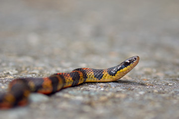 Snake crossing the street from side to side