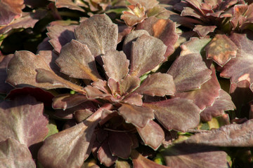 perennial plant in early spring