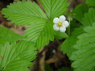 Walderdbeeren