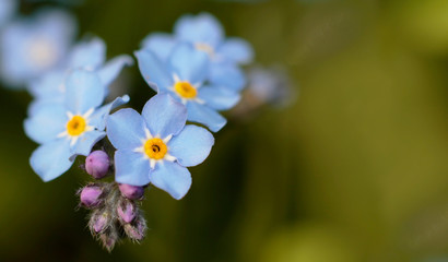 Fototapeta premium blue flowers of forgrt-me-not, shallow depth of field