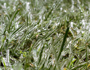 Green grass with morning frost and sunlight in garden, Frozen grass on meadow at sunrise