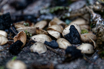 pebbles on the beach