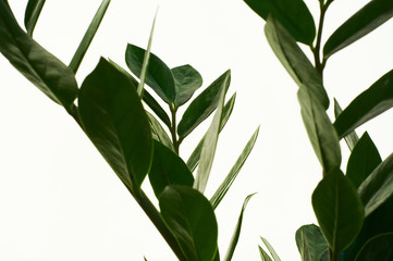 Zamioculcas green houseplant with medium leaves on white isolated background. Dollar tree with a lot of branches.