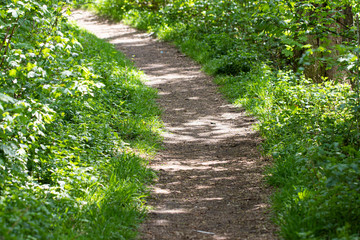Obraz premium Winding road through sunny green Forest in summer