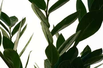 Fototapeta na wymiar Zamioculcas green houseplant with medium leaves on white isolated background. Dollar tree with a lot of branches.