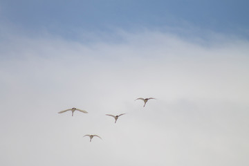 two pairs of swans return from wintering
