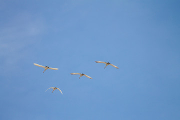 two pairs of swans return from wintering