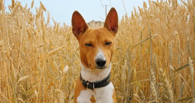 Funny, cute and sleepy basenji puppy sit in yellow field of wheat. Happy adorable brown pet dog enjoys walk outside in nature