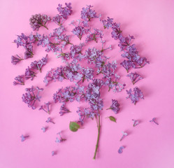 lilac aroma. lilac flowers. Pink and lilac tones. copyspace