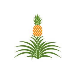Pineapple Plant. Isolated pineapple on white background