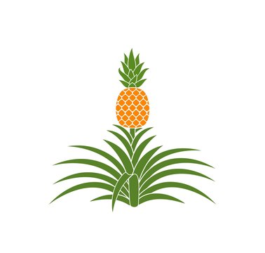 orange pineapple plant on white background clip art preview