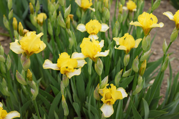 Obraz premium Iris barbata media (Lady of Marietta), 2020