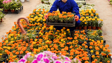 gardener holding a box with marigold seedlings flowers in a greenhouse