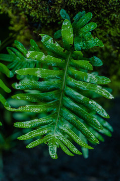 Green fern leaf