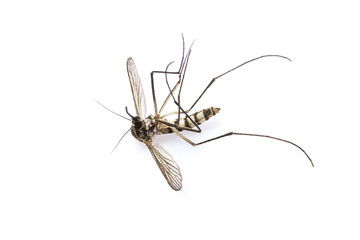 Mosquito dead.
