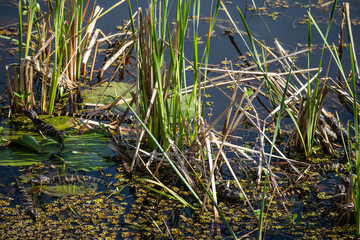 Baby Gators