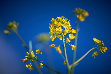 Żółty kwiat rzepaku na tle błękitnego, bezchmurnego nieba - obrazy, fototapety, plakaty
