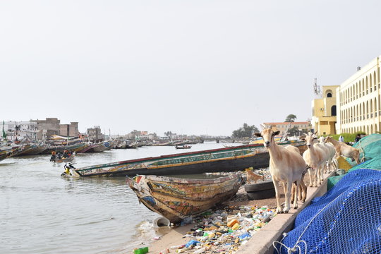 Cabras mirando a los culpables de la contaminaci&oacute;n y consumo de pl&aacute;sticos
