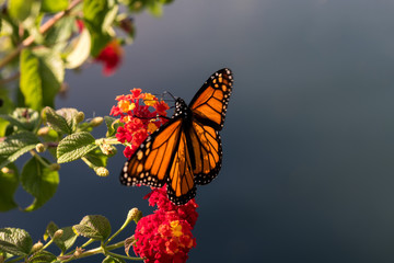 Open Winged Monarch with blue background