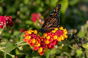 Monach Butterfly on Yarrow plant