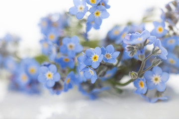 Macro Close Up of Adorable Tiny Blue Forget Me Not Flowers on White Background