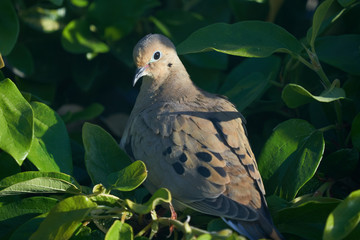 Morning dove pigeon facing different directions resting in vines.
