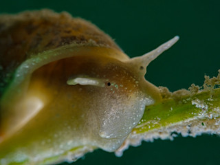 Pond snail, Eiförmige Schlammschnecke (Radix balthica)
