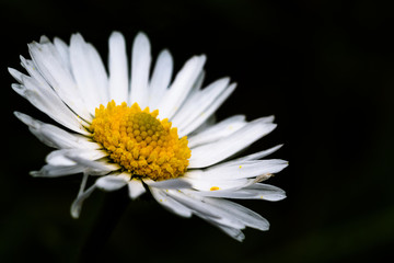 macro on green background of Leucanthemum vulgare, commonly known as ox-eye daisy, field daisy, dog daisy