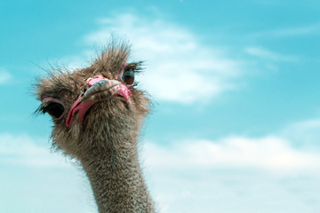 Ostrich against the blue sky