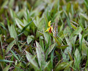 Small yellow flower peeking up through the grass during the spring season in Ontario, Canada.