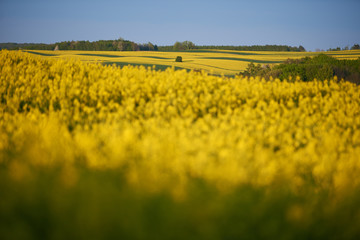 Wiejski krajobraz z polami zbóż i rzepaku
