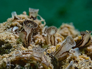 Zebra mussel colony, Dreikantmuschel Kolonie (Dreissena polymorpha)