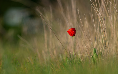 Wild red poppy flower