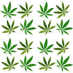 Watercolor seamless pattern with marijuana and cannabis leaves. Green Marijuana leaf, Cannabis leaf.