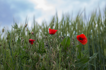 Eine Wiese mit Mohnblumen